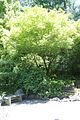 158 - Butchard Gardens  - IMG_1721
